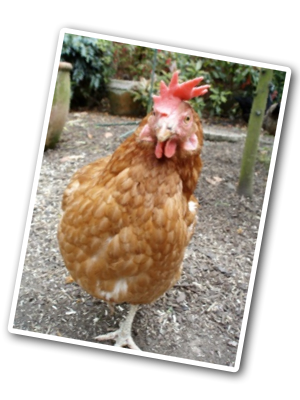 Sumo walking towards to camera