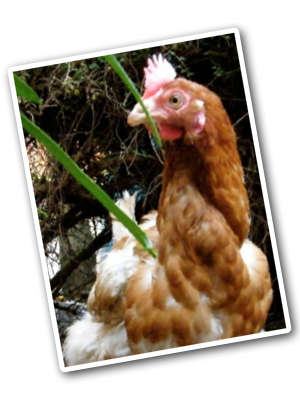 Sushi standing alone looking puzzled