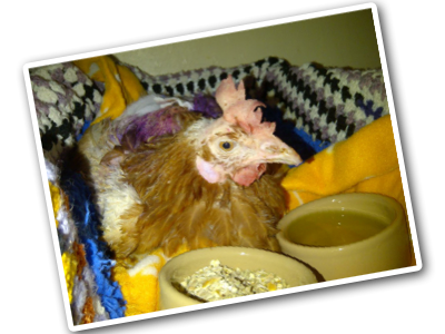 PurpleBonnie Purple Bonnie lying with bowls